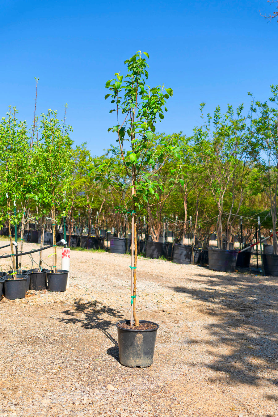 Apple Tree - Malus Domestica