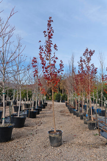 Urban Sunset Maple - Acer Truncatum x Platanoides