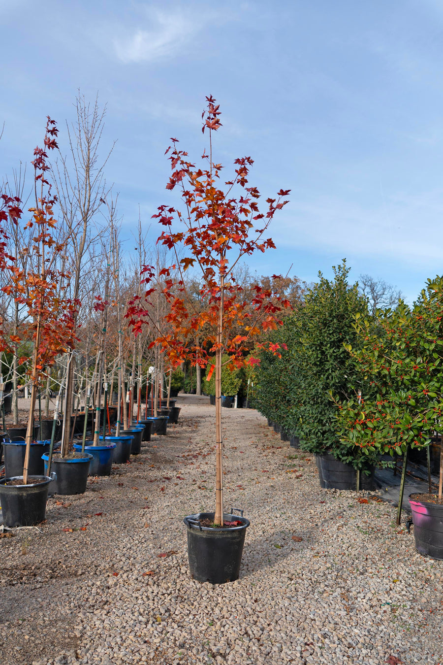 Pacific Sunset Maple - Acer Truncatum x A. Platanoides