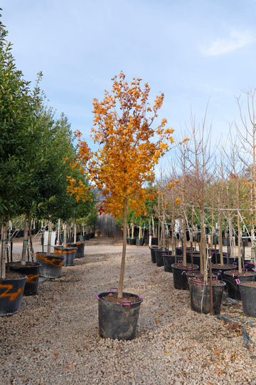 Shantung Maple - 'Fire Dragon' Additional Cultivars In Stock: 'Main Street' / 'Norwegian Sunset' /  'Pacific Sunset' / 'Ruby Sunset' / 'Urban Sunset'