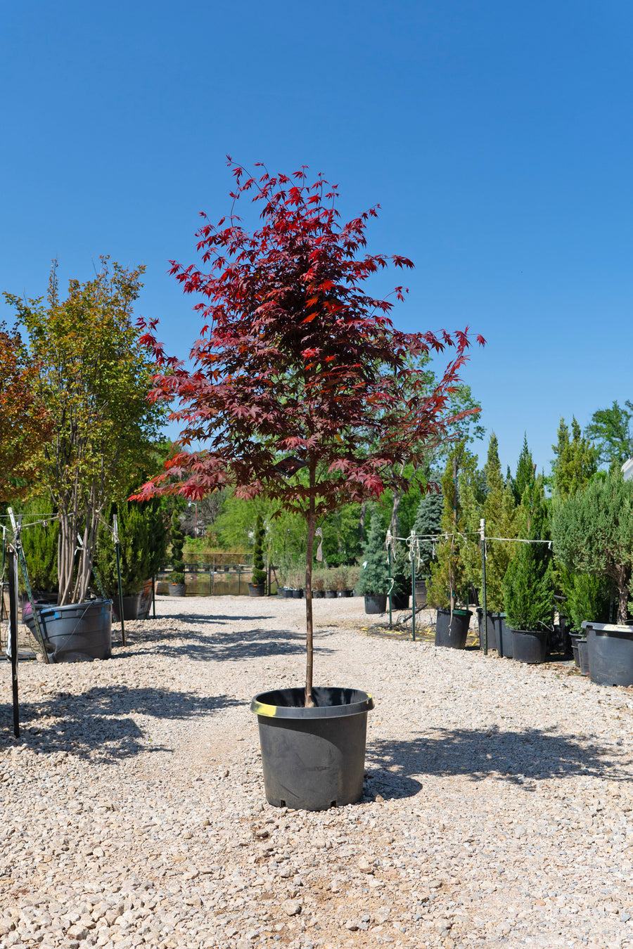 Emperor 1 Japanese Maple - Acer Palmatum 'Wolff'