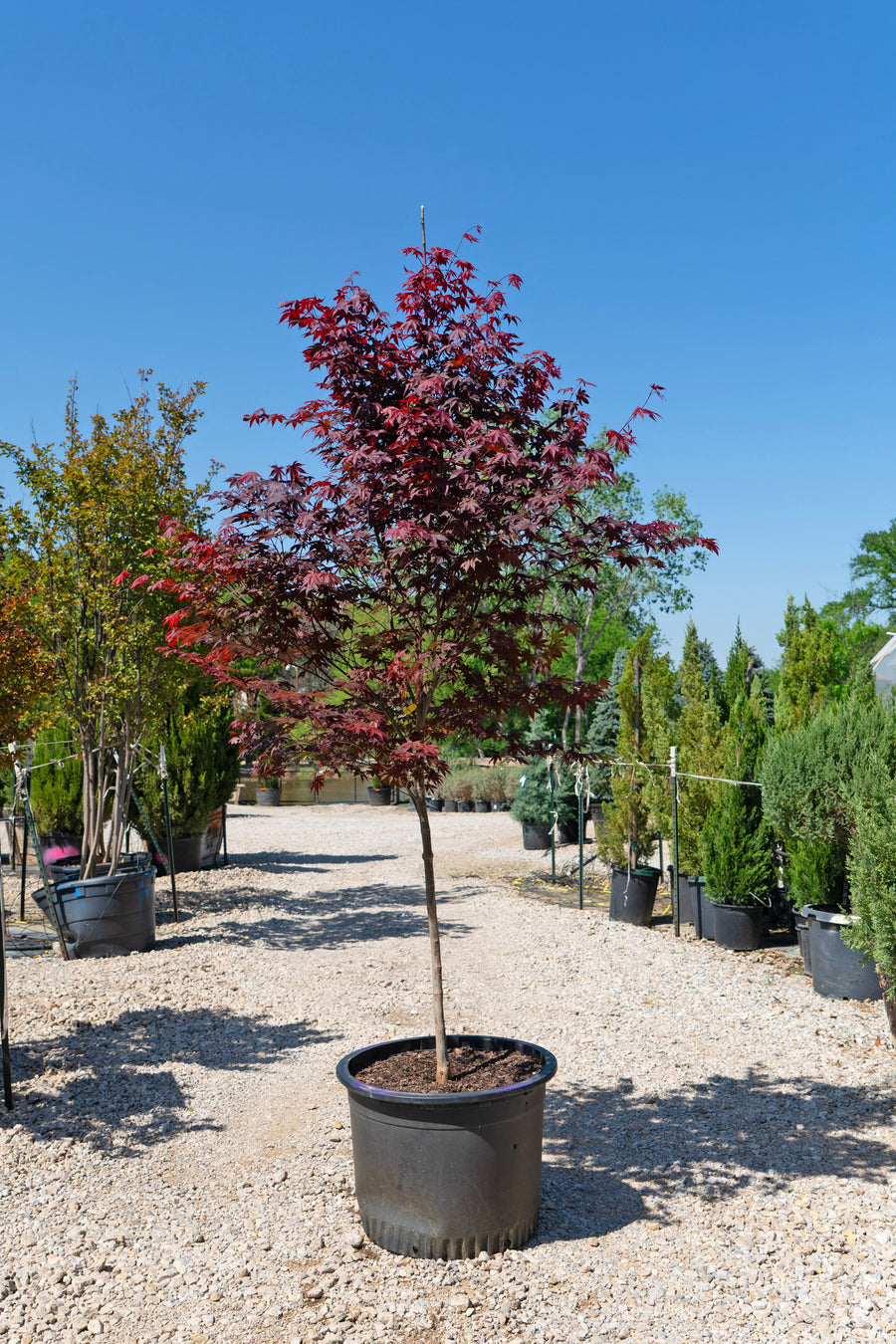Bloodgood Japanese Maple - Acer Palmatum 'Bloodgood'