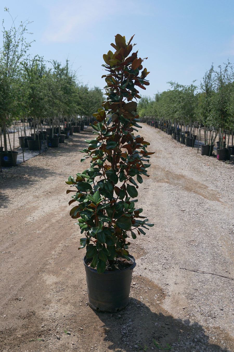 Little Gem Magnolia - Magnolia Grandiflora 'Little Gem'