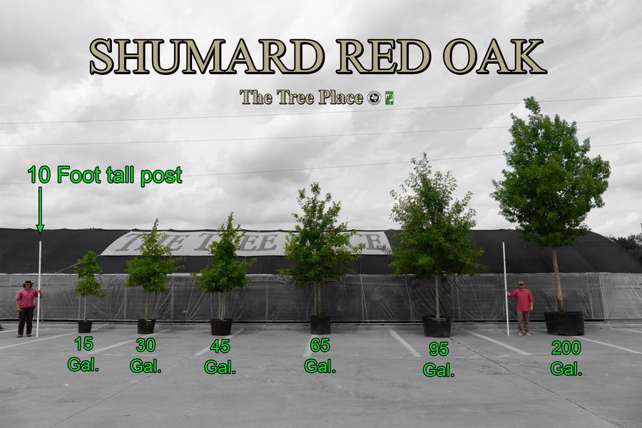 Shumard Red Oak - Quercus Shumardii - OUR BEST SELLER -