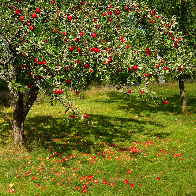 Apple Tree - Malus Domestica