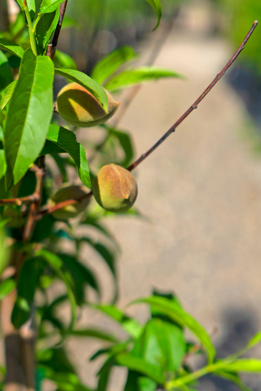 Peach Tree - Prunus Persica