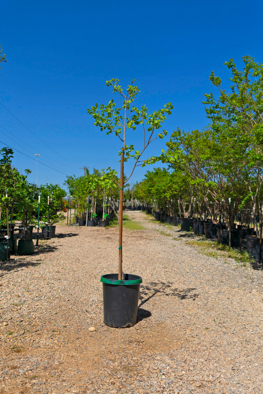 Apricot Tree - Prunus Armeniac