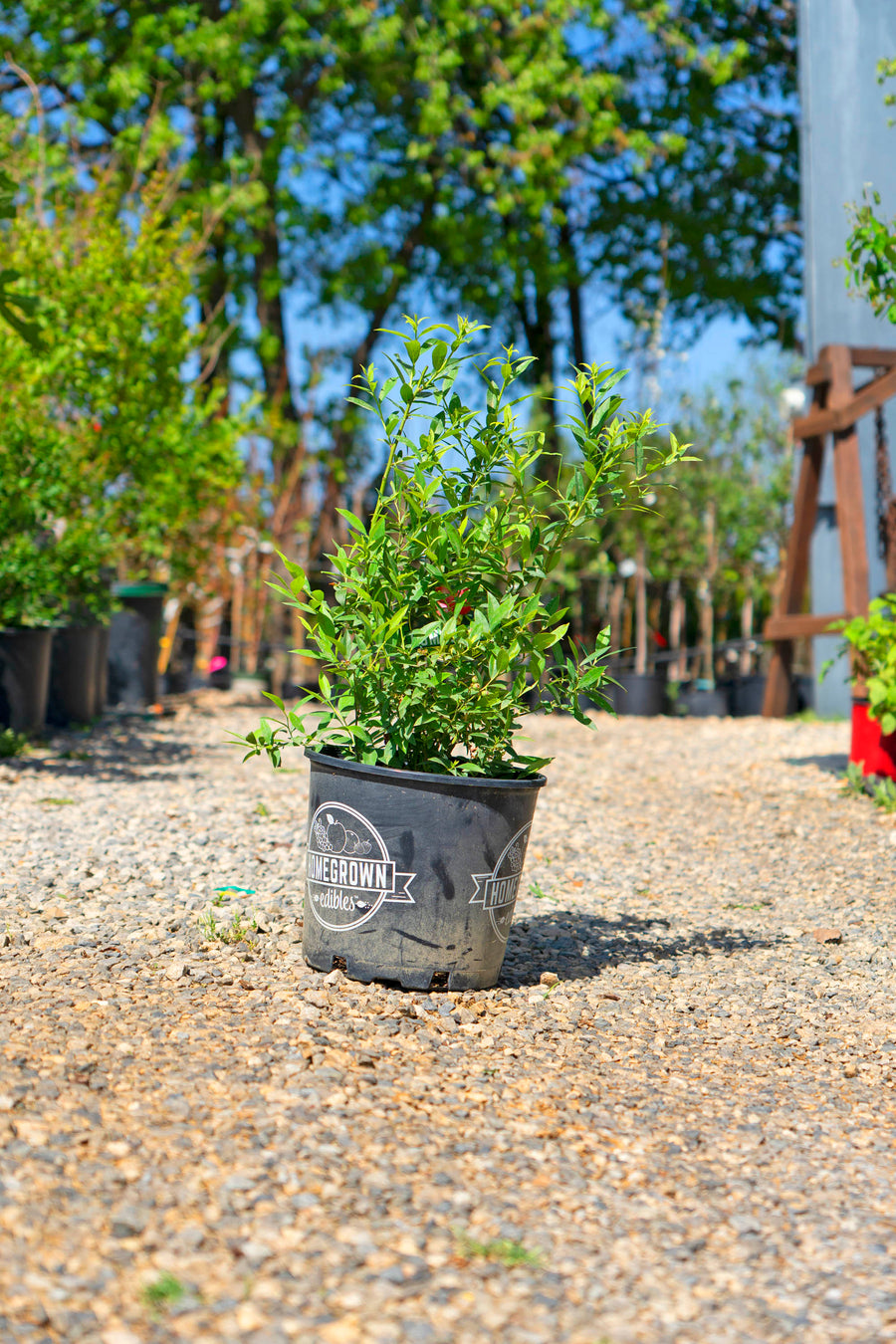 Blueberry Bush - Vaccinium Corymbosum