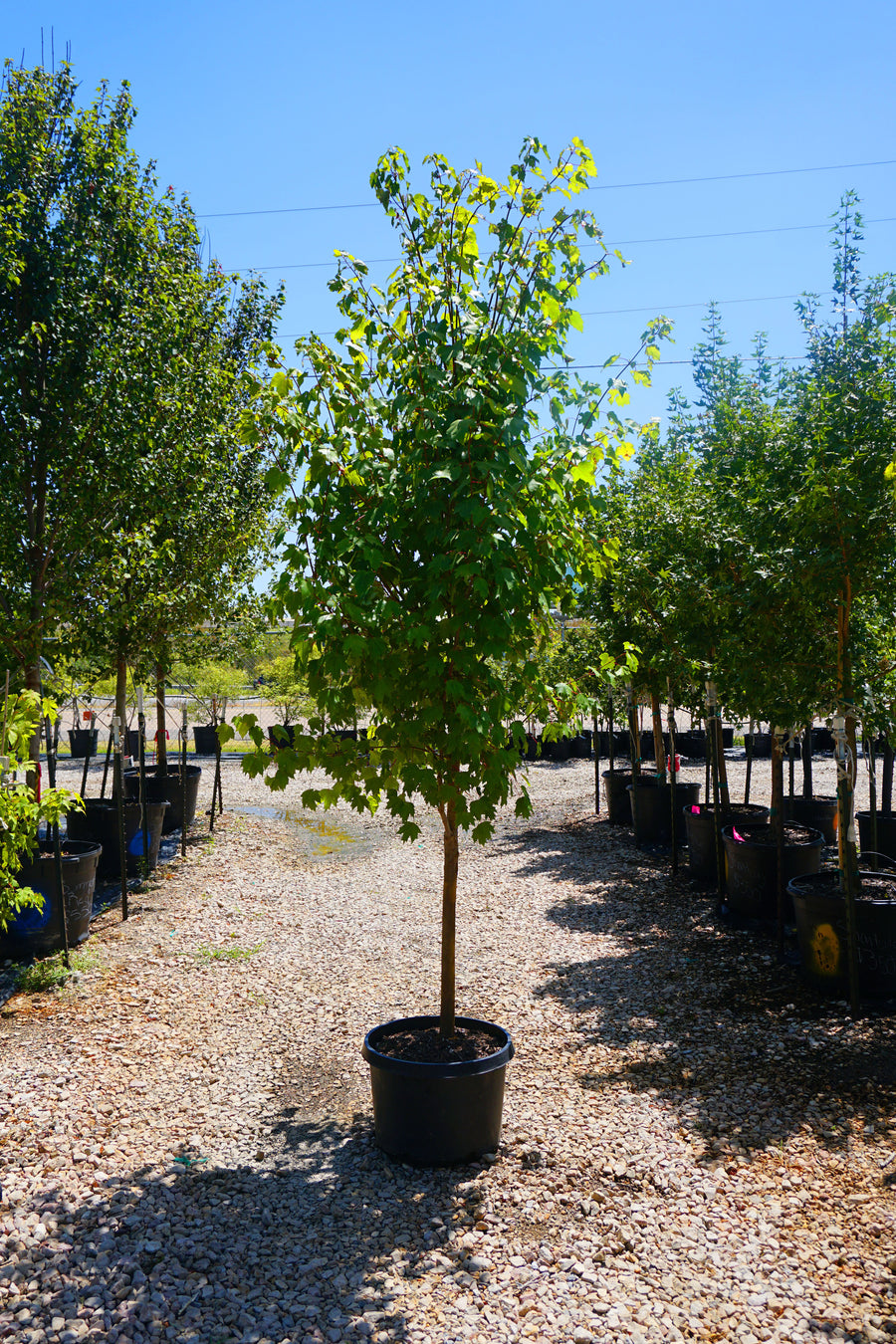 Autumn Blaze Maple - Acer x Freemanii