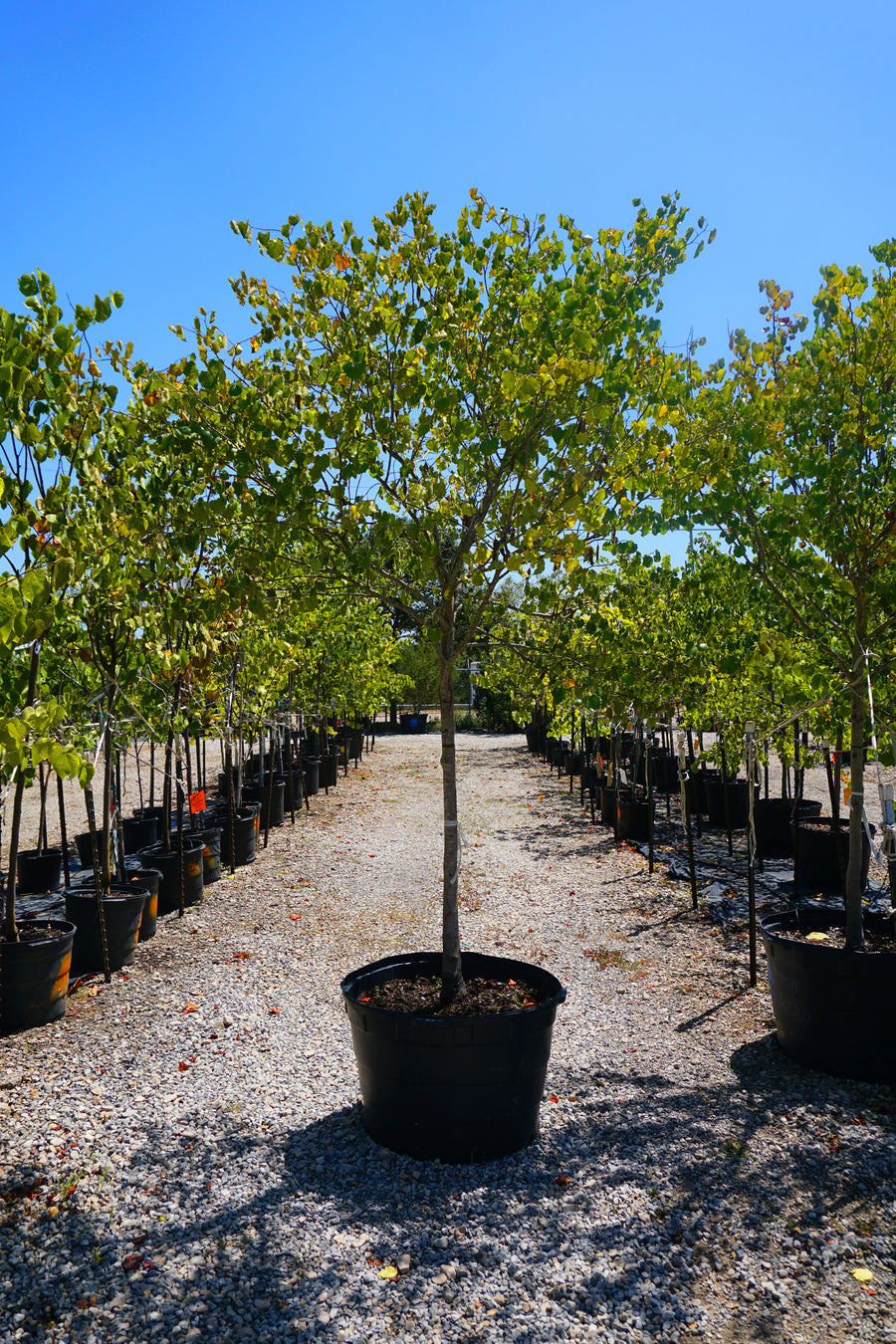 Mexican Red Bud - Cercis Mexicana