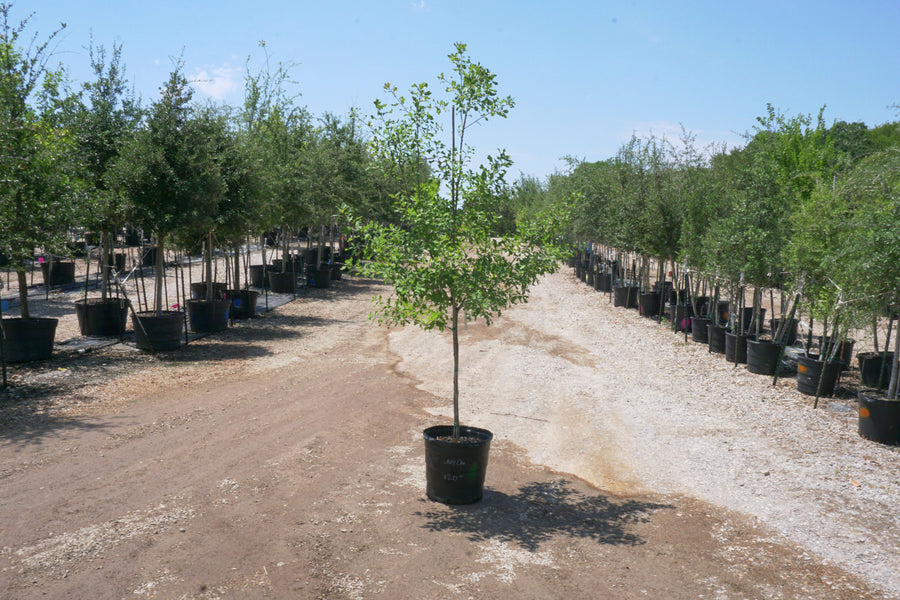 Lacey Oak - Quercus Laceyi