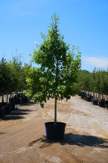 Texas Red Oak - Quercus Buckleyi