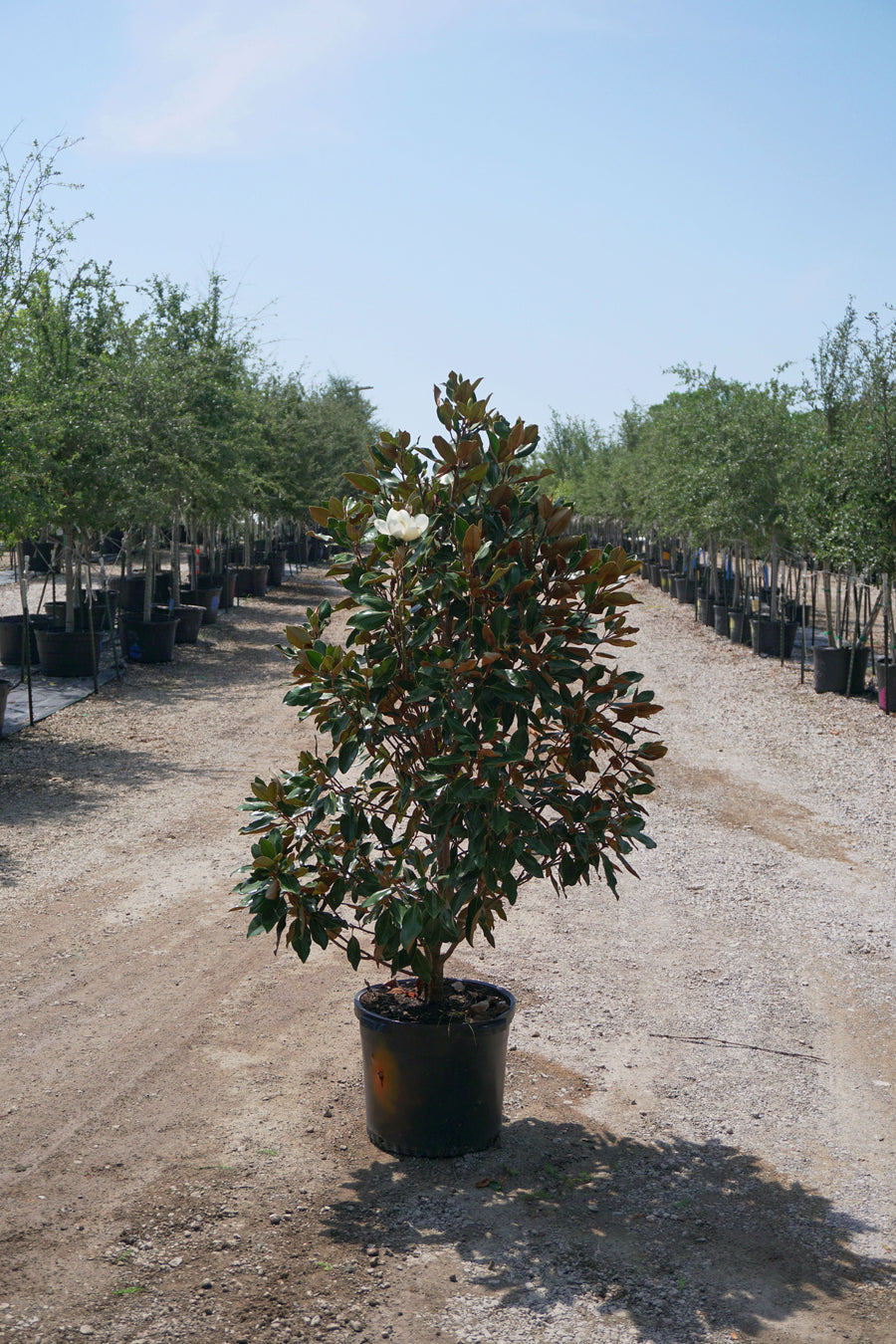 Claudia Wannamaker Magnolia - Magnolia Grandiflora 'Claudia Wannamaker'