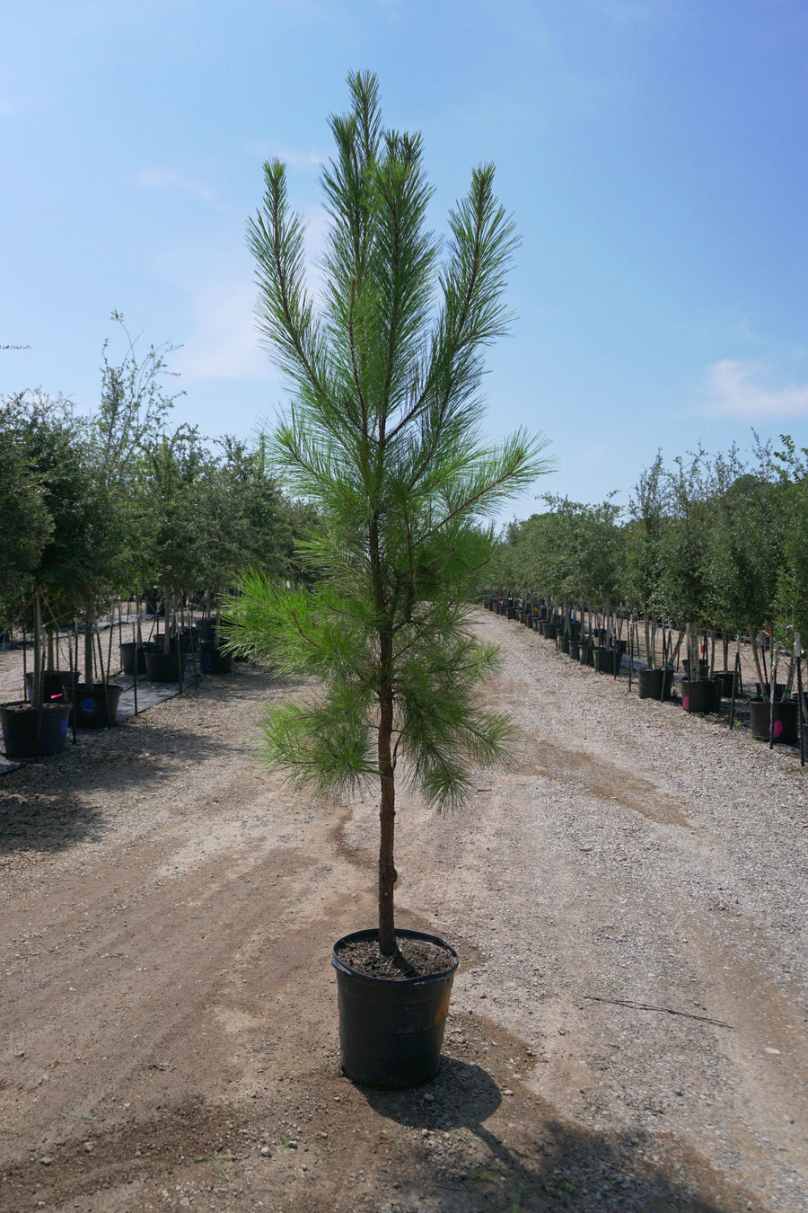 Loblolly Pine - Pinus Taeda