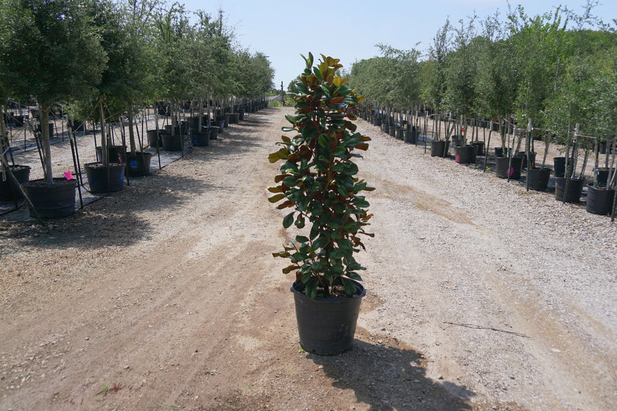 DD Blanchard Magnolia - Magnolia Grandiflora 'D.D. Blanchard'