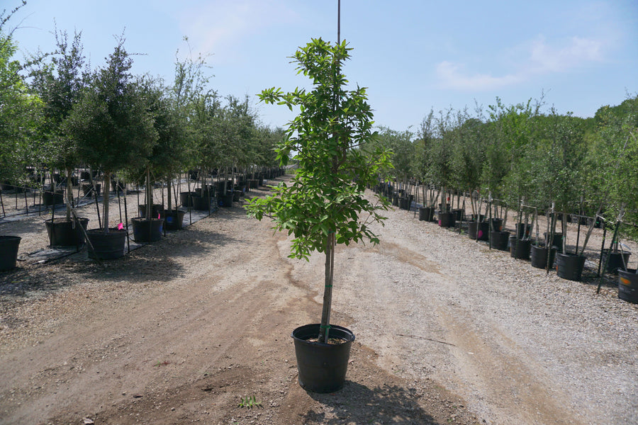 Monterrey Oak - Quercus Polymorpha