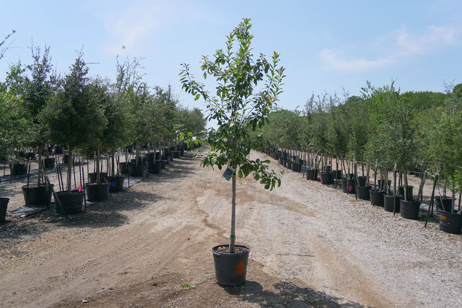 Chinquapin Oak - Quercus Muehlenbergii