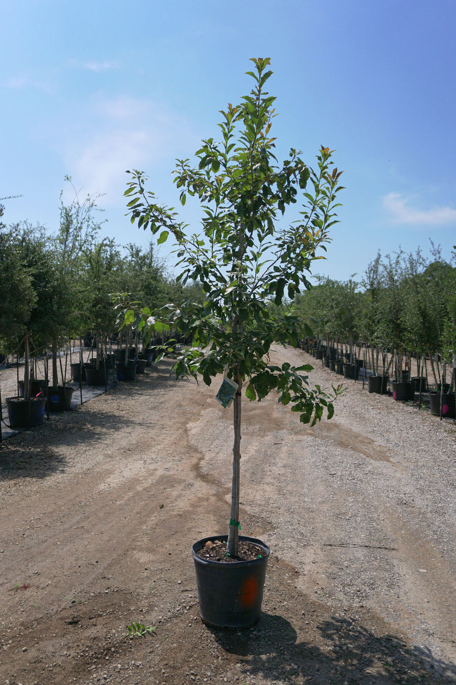 Chinquapin Oak - Quercus Muehlenbergii