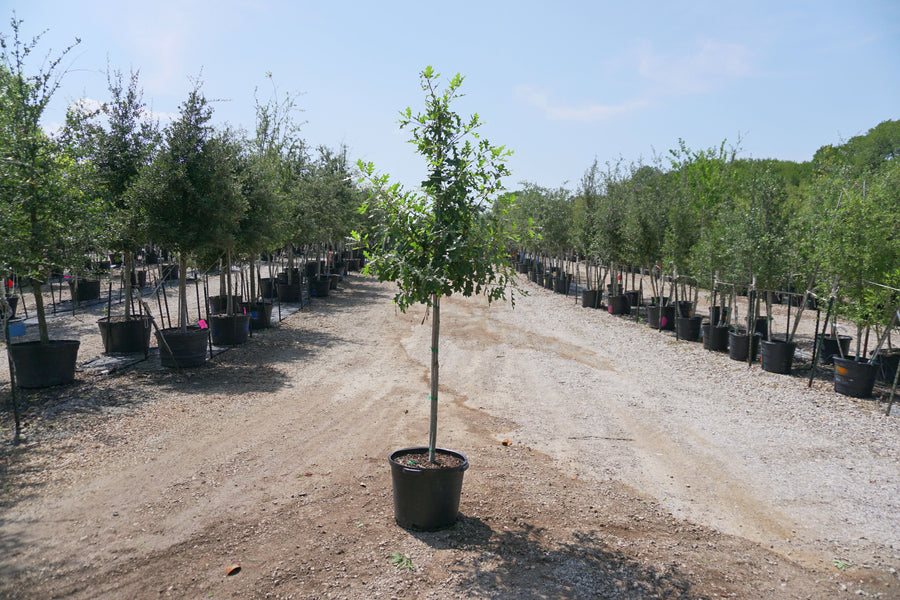 Bur Oak - Quercus Macrocarpa