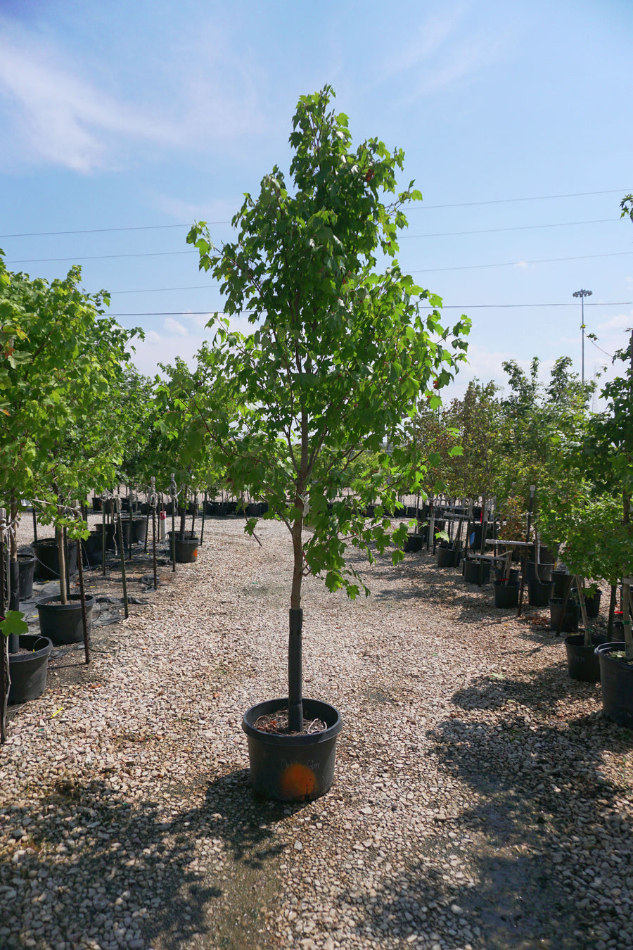 October Glory Maple - Acer Rubrum