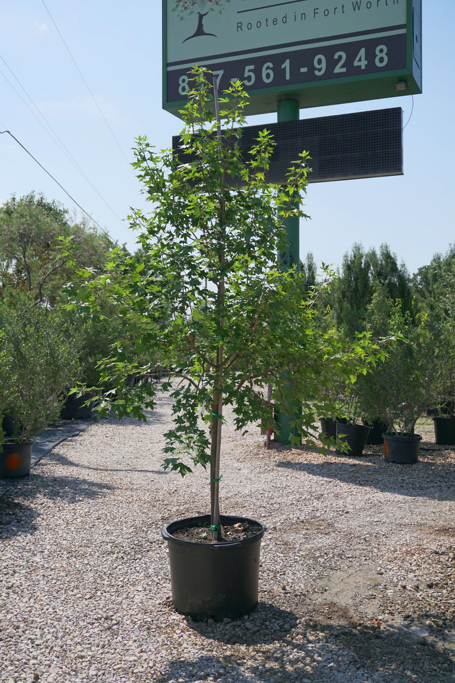 Shantung Maple - Acer Truncatum