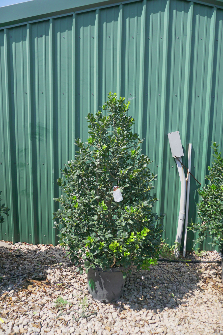 Nellie R. Stevens Holly Shrub - Ilex x 'Nellie R. Stevens'