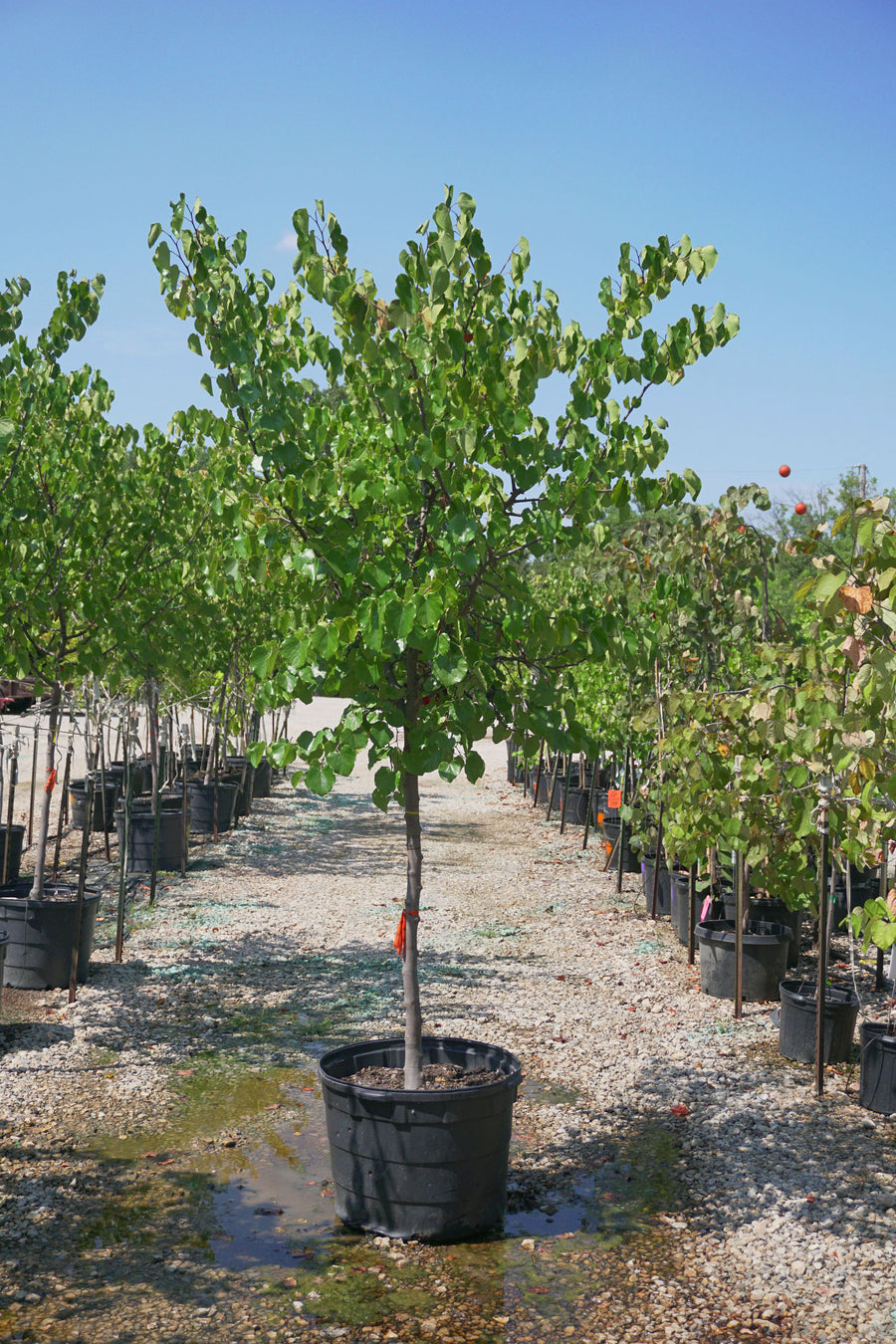 Oklahoma Red Bud - Cercis Reniformis 'Oklahoma'