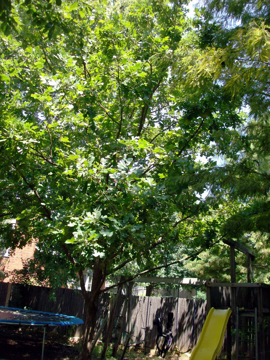 Bur Oak - Quercus Macrocarpa