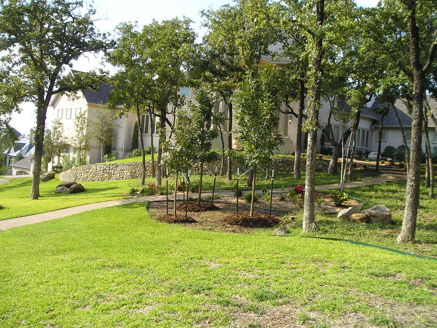 Bur Oak - Quercus Macrocarpa