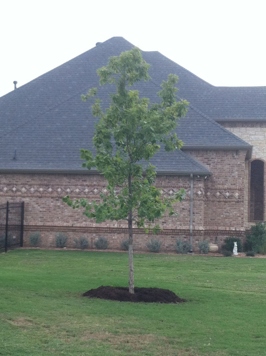 Chinquapin Oak - Quercus Muehlenbergii