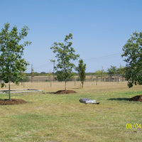 Chinquapin Oak - Quercus Muehlenbergii