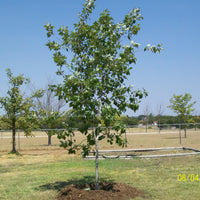 Chinquapin Oak - Quercus Muehlenbergii