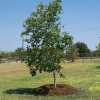 Chinquapin Oak - Quercus Muehlenbergii