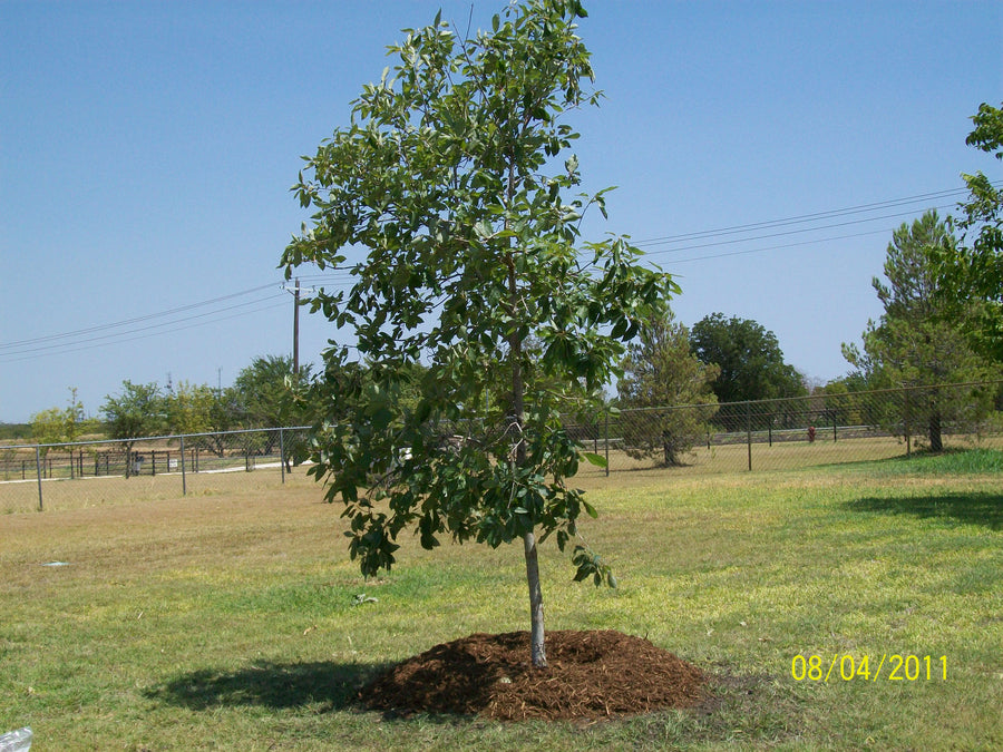 Chinquapin Oak - Quercus Muehlenbergii