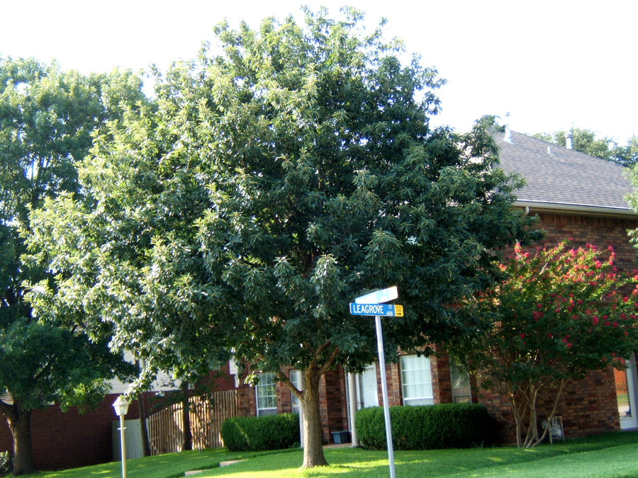 Chinquapin Oak - Quercus Muehlenbergii